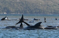 Lone whale rescued from among hundreds of carcasses in Australia's worst mass beaching