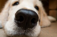 Your evening longread: How our mind-boggling sense of smell works