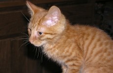 Three-month-old kitten recovering after cross-Pacific journey – without food