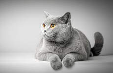 Sitdown Sunday: What cats can teach us about living - according to a philosopher