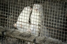 Denmark to cull millions of minks after coronavirus mutation spreads to humans