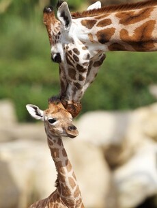 GALLERY: Dublin Zoo welcomes a new baby giraffe