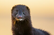 Denmark's culled minks rise from mass grave