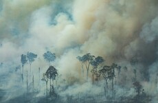Amazon deforestation reaches 12-year high after area larger than Jamaica removed in last year