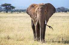 Namibia is planning to sell 170 live elephants because of drought and conflict
