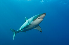Australian surfer survives attack from great white shark