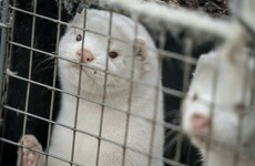 Denmark to exhume millions of minks culled over virus