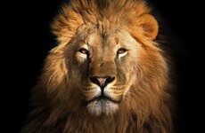 Sitdown Sunday: How six brothers and their lion terrorised a Libyan town