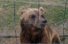 Well, that's ironic: Bearsville, NY home repeatedly ransacked by bears