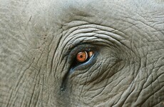 Zoo worker killed by blow of elephant's trunk in Spain