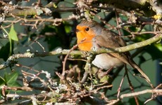 Reminder issued about hedge-cutting ban to protect birds during nesting season