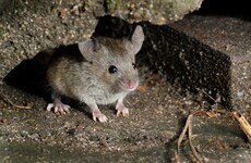 Farmers battle to save crops after 'plague' of mice invade Australia's rural east