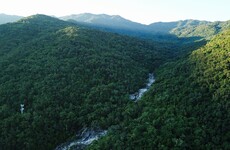 Rainforest area equivalent in size to the Netherlands burnt or cut down during 2020