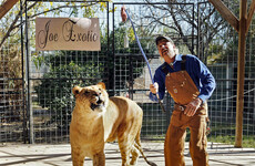 US seizes 68 tigers and lions from 'Tiger King' park