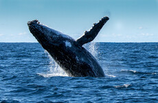 US fisherman: 'I was swallowed by humpback whale but lived to tell the tale'