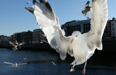 Why are seagulls so loud right now - and can anything be done about it?