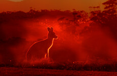 Australia rejects climate targets despite UN report as China says it's set to lower emissions