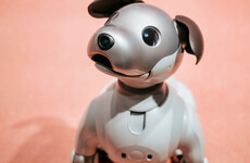 Sitdown Sunday: Can you love a robot dog?