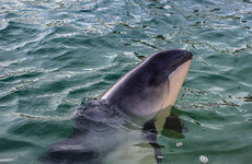 Dutch scientists probing mysterious deaths of dozens of harbour porpoises