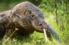 Komodo dragon and two in five shark species in danger of becoming extinct