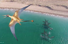 Prehistoric winged lizard unearthed in Chile