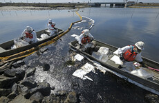 'An environmental catastrophe': California beaches closed as major oil spill kills wildlife