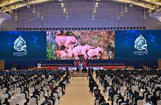 Countries urged to prevent mass extinction at UN biodiversity summit in China