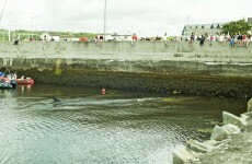 VIDEO: Young fin whale still stuck in west Cork harbour