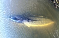 ‘A slow process’: nothing can be done for dying Baltimore whale