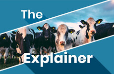 The Explainer: Why is there so much talk about Ireland's cows right now?