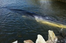 Explainer: why nothing can be done for the Baltimore whale