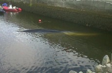 Baltimore whale dies