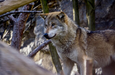 French zoo closes after pack of wolves escapes