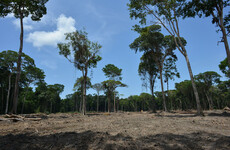 Area more than six times the size of Manhattan destroyed in Brazilian Amazon in January