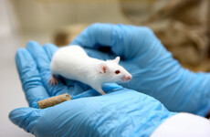 Switzerland set to vote on ban of animal and human pharma testing