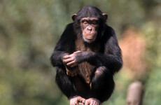 Swiss region to vote on giving primates fundamental rights