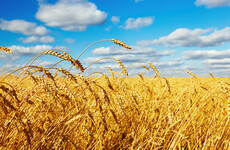Farmers say they will 'play our part in national effort' as minister to ask them to plant crops