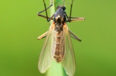 Are you getting bitten by the midges?