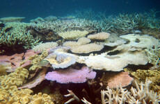 Australia authorities declare 'mass bleaching' at Great Barrier Reef