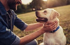 Sitdown Sunday: Loving one dog while grieving another