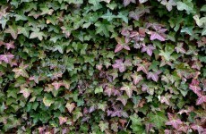 Medieval church deterioration accelerated by ivy - and Ireland's bad weather