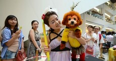 In pics: Fierce (and fluffy) competition at pet beauty pageant