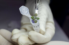 Scientists successfully grow plants in soil from the moon