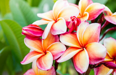 QUIZ: Can you name these flowers?