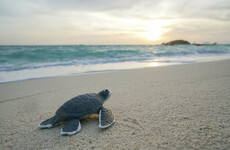 Dozens of sea turtles stabbed to death off Japanese island