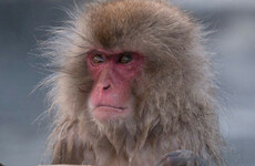 Japanese police to resist monkey attacks with tranquiliser guns