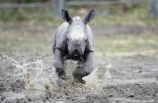 Slideshow: Dublin Zoo unveils new baby rhino