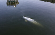 Experts planning how to rescue malnourished beluga whale from Seine river
