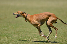 Department of Agriculture looking into 'horrific' discovery of greyhound remains in Kildare bog