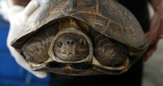 It’s Friday so here’s a slideshow of turtles from around the world